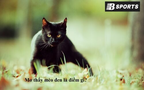Kết luận giấc mơ thấy mèo đen đánh con gì